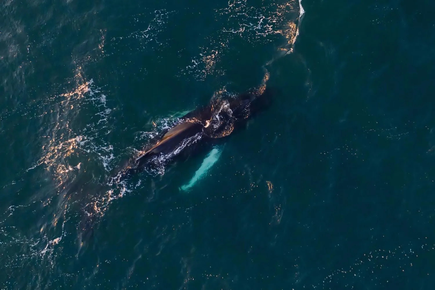 Whale watching in Norwegian waters