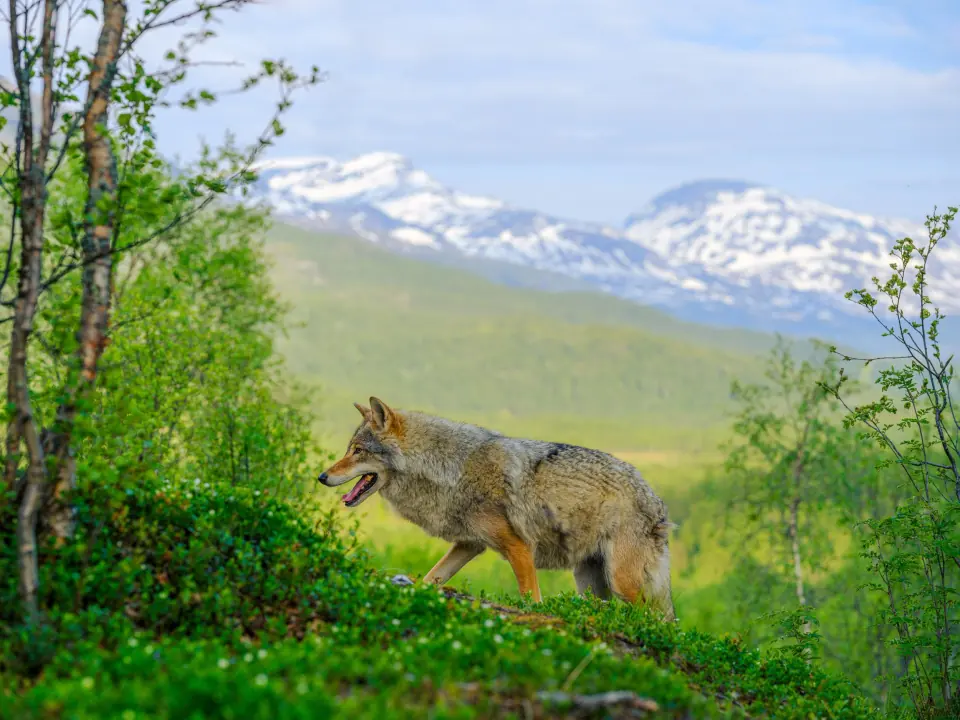 Wolf at Polar Park in northern Norway